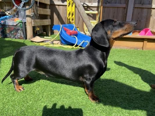 PoulaTo: AKC Dachshunds